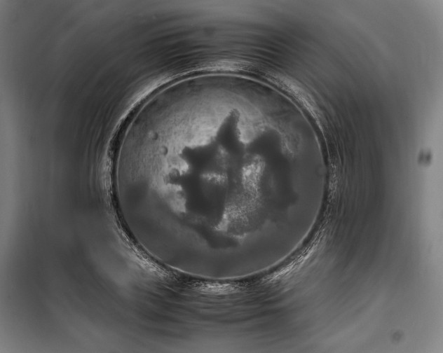 X0000100310835200806121038