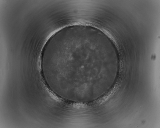 X0000100310838200806121039