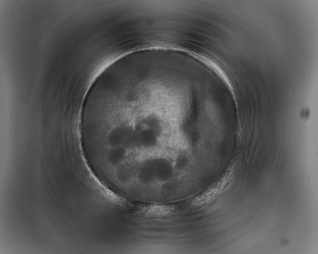 X0000100310847200806121039