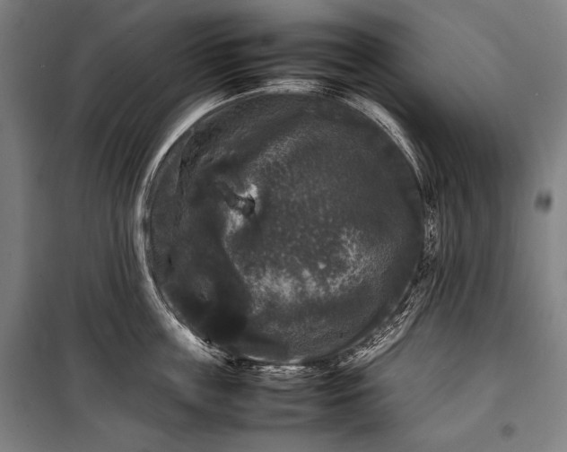 X0000100310859200806121039