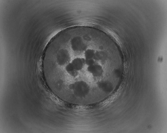X0000100310875200806121038