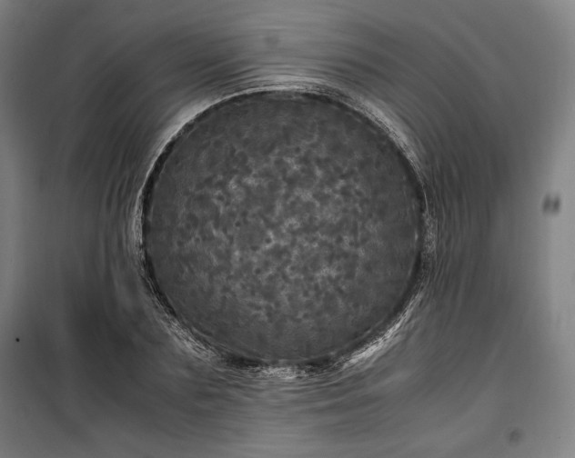 X0000100310883200806121038