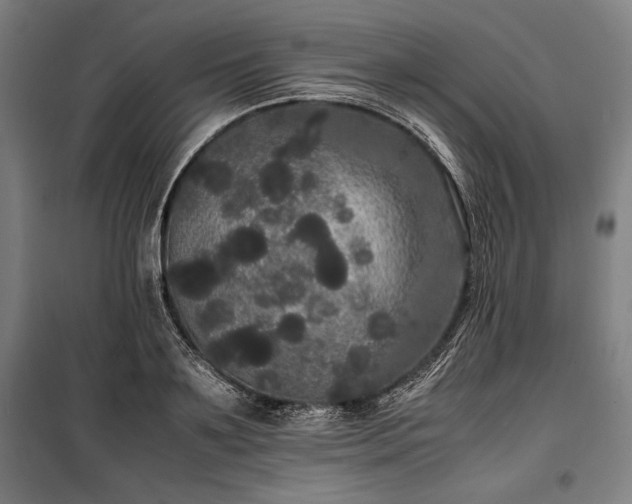 X0000100310891200806121038