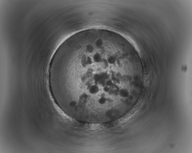 X0000100310903200806121038