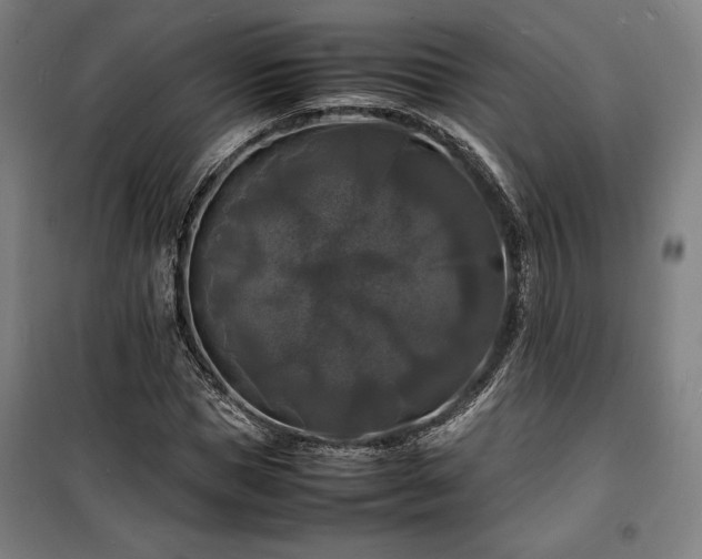 X0000100310921200806121037