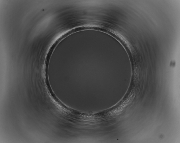 X0000100310935200806121037