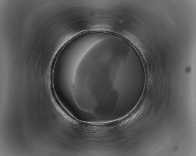 X0000100310941200806121037