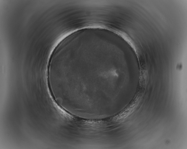 X0000100310951200806121037