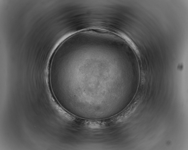 X0000100310955200806121037