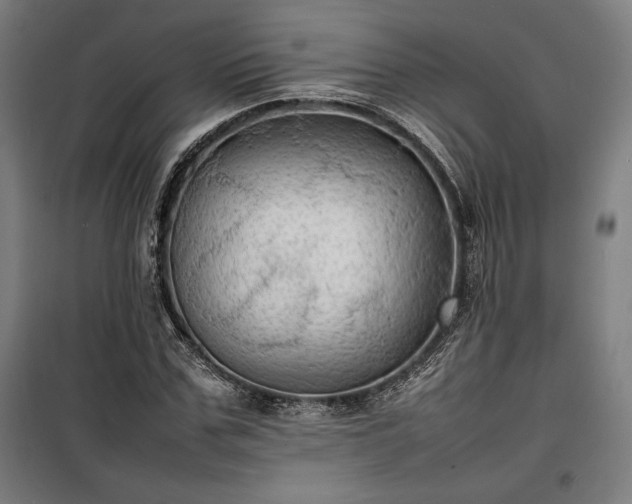 X0000100310971200806121037