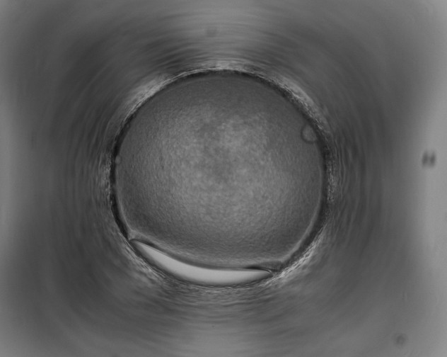 X0000100310977200806121036
