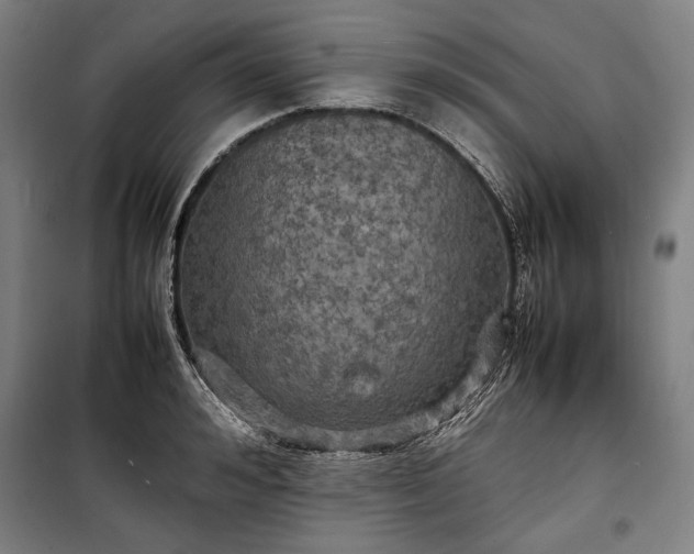 X0000100310992200806121036