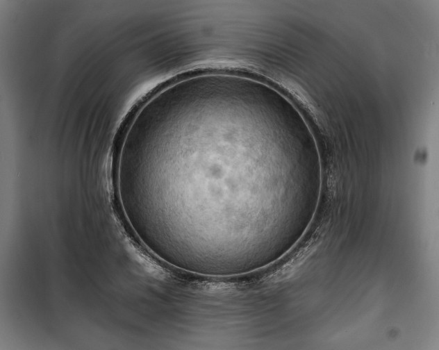 X0000100311030200806121036
