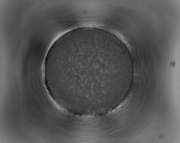 X0000100311032200806121036