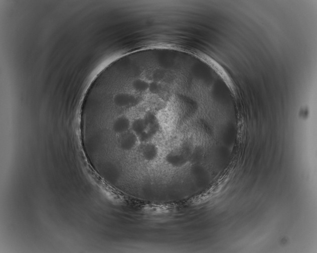 X0000100311051200806121036