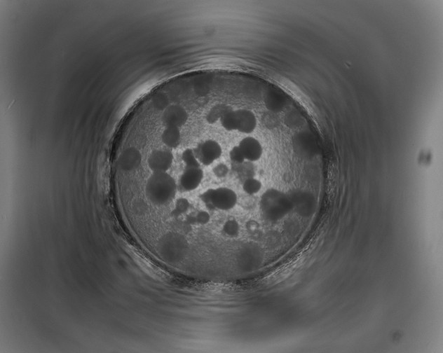 X0000100311067200806121035