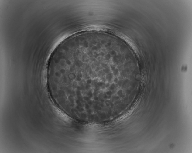 X0000100311075200806121035
