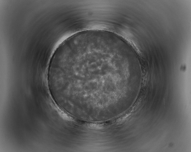 X0000100311086200806121035