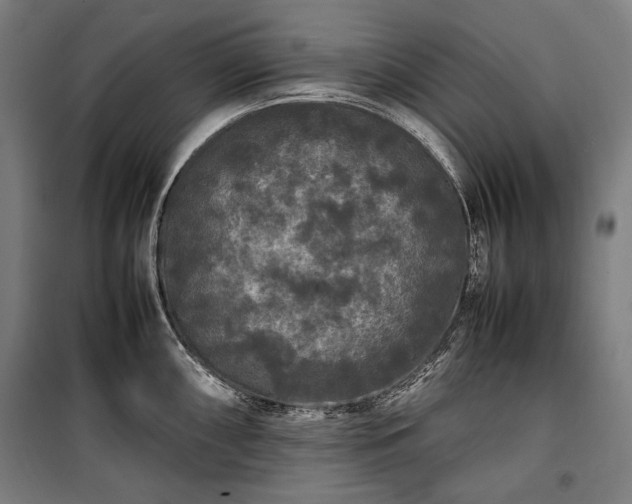 X0000100311098200806121035