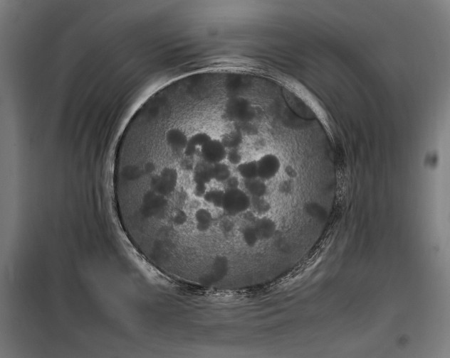 X0000100311099200806121035