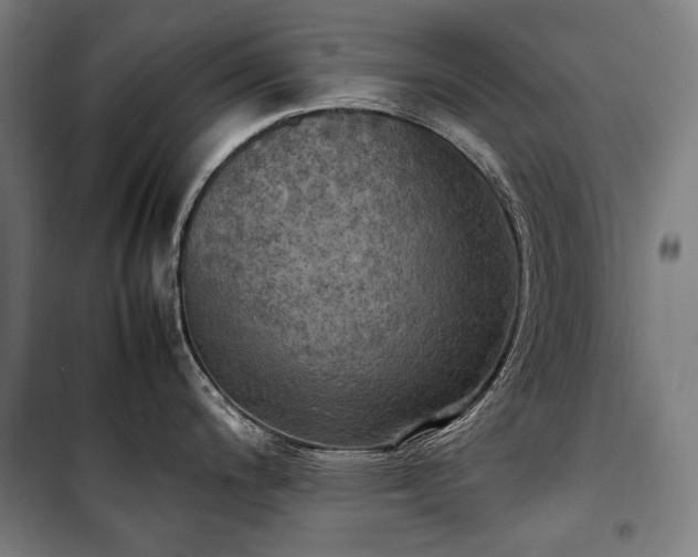 X0000100311200200806121033