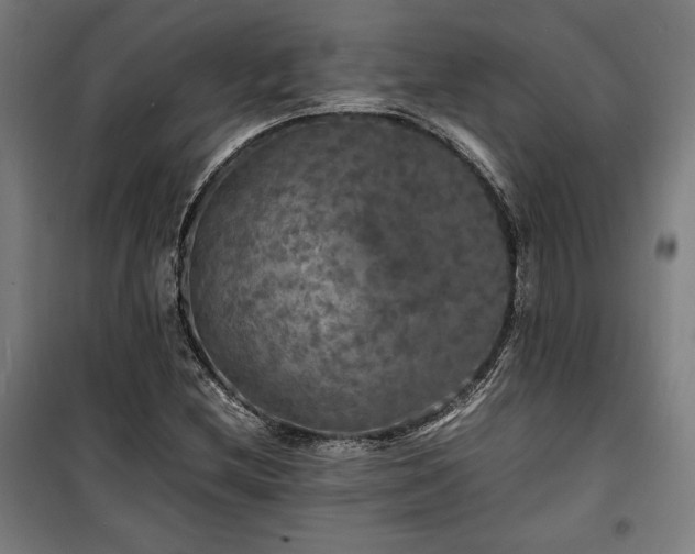 X0000100311212200806121032