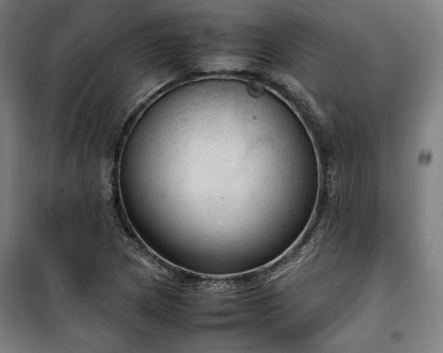 X0000100311217200806121032