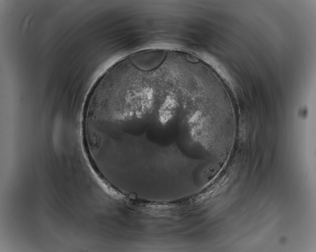 X0000100311237200806121033