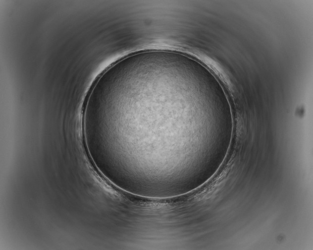 X0000100311238200806121033