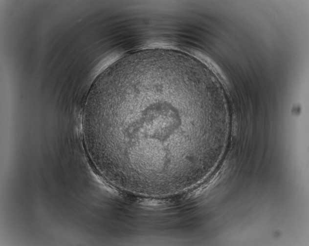 X0000100311241200806121033