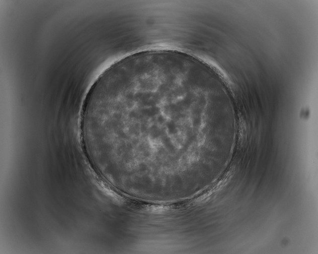 X0000100311278200806121032