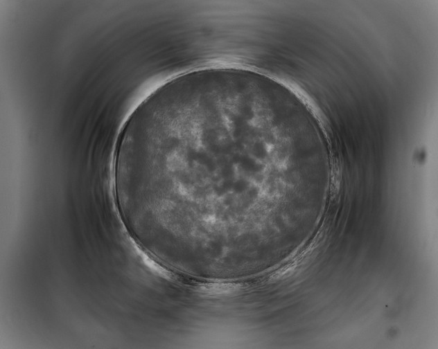 X0000100311294200806121031