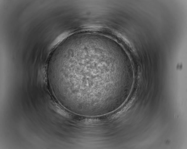 X0000100311354200806121030