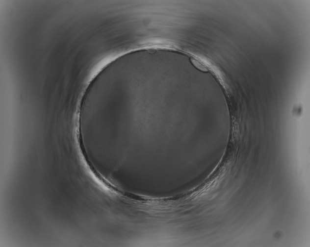 X0000100311383200806121030