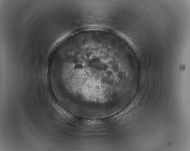 X0000100311403200806121029