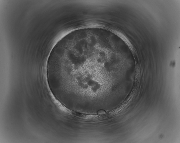 X0000100311439200806121030