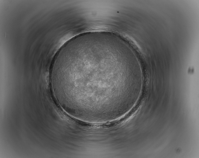 X0000100311457200806121029