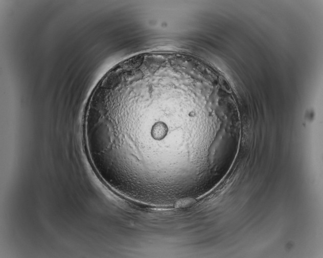 X0000100311483200806121029