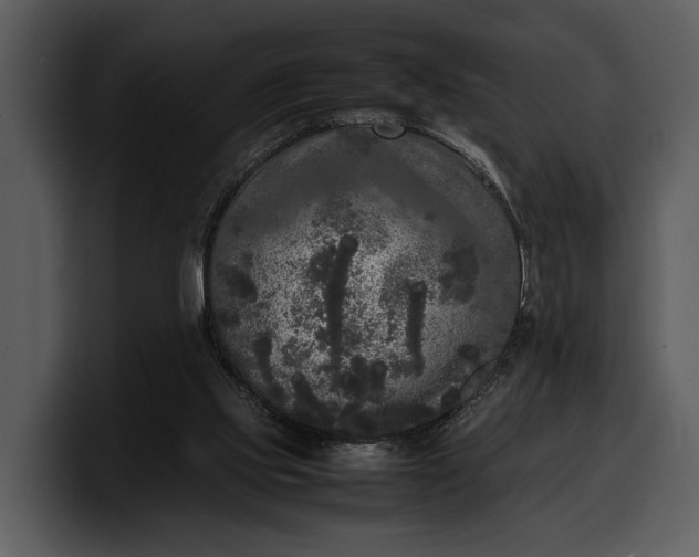 X0000100310061200806190951