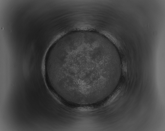 X0000100310630200806190943