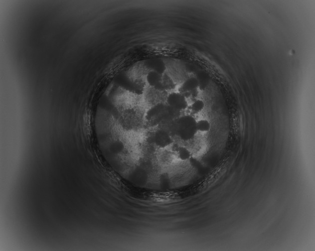 X0000100310757200806190942