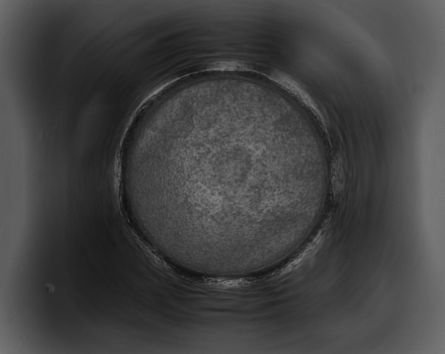 X0000100310831200806190940