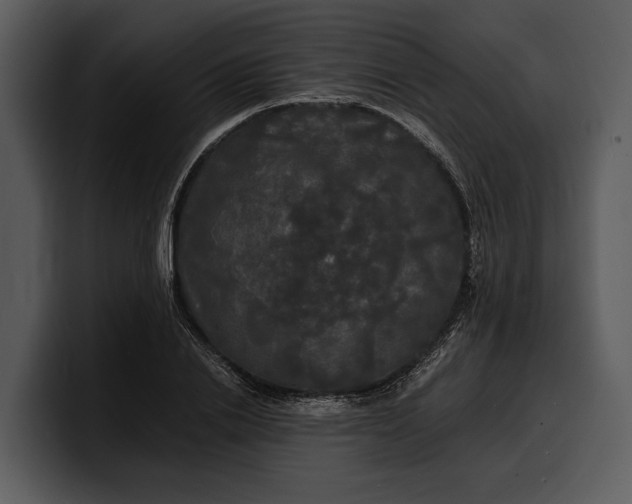 X0000100310838200806190941