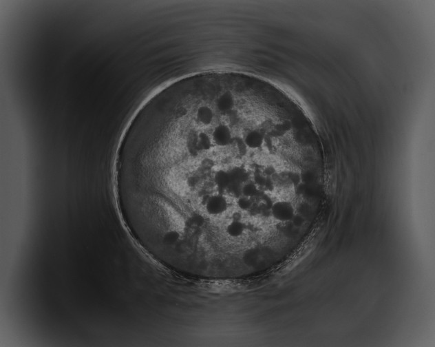 X0000100310903200806190940