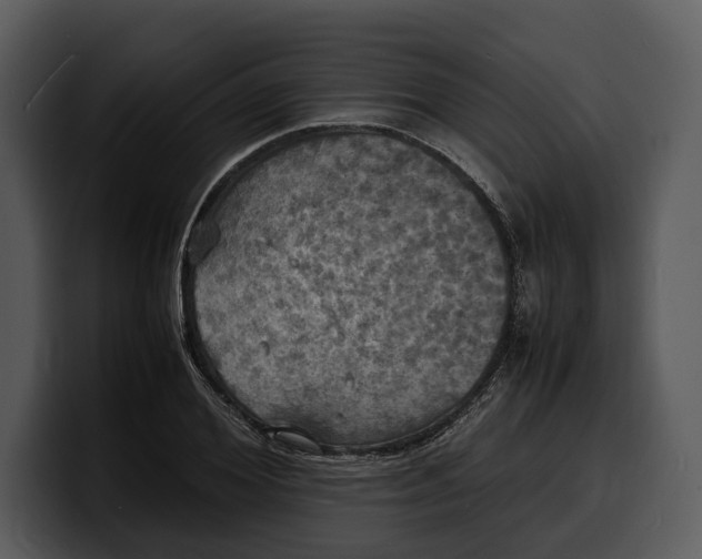 X0000100310980200806190939