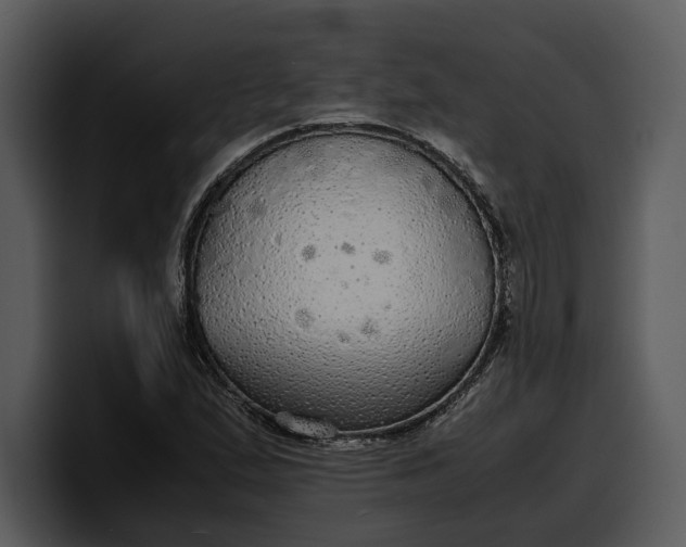 X0000100311167200806190936