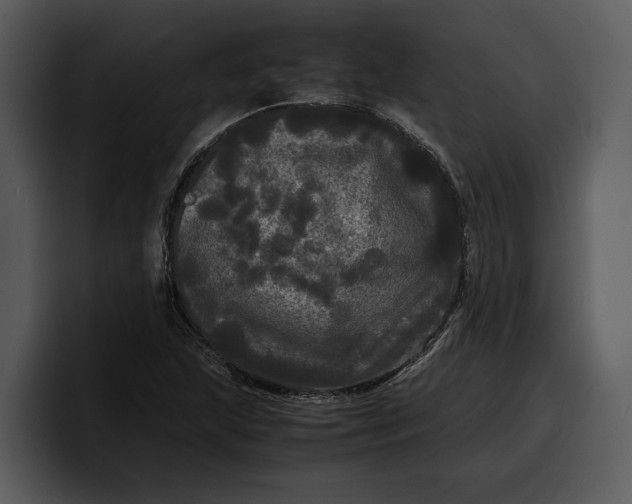 X0000100311215200806190935