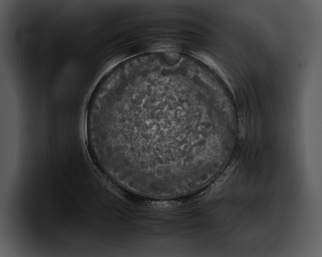 X0000100311227200806190936