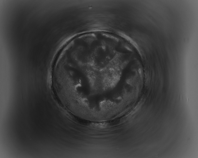 X0000100311415200806190933