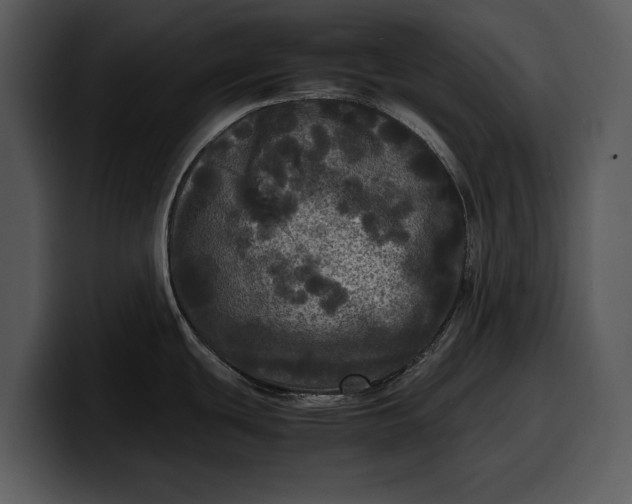 X0000100311439200806190933